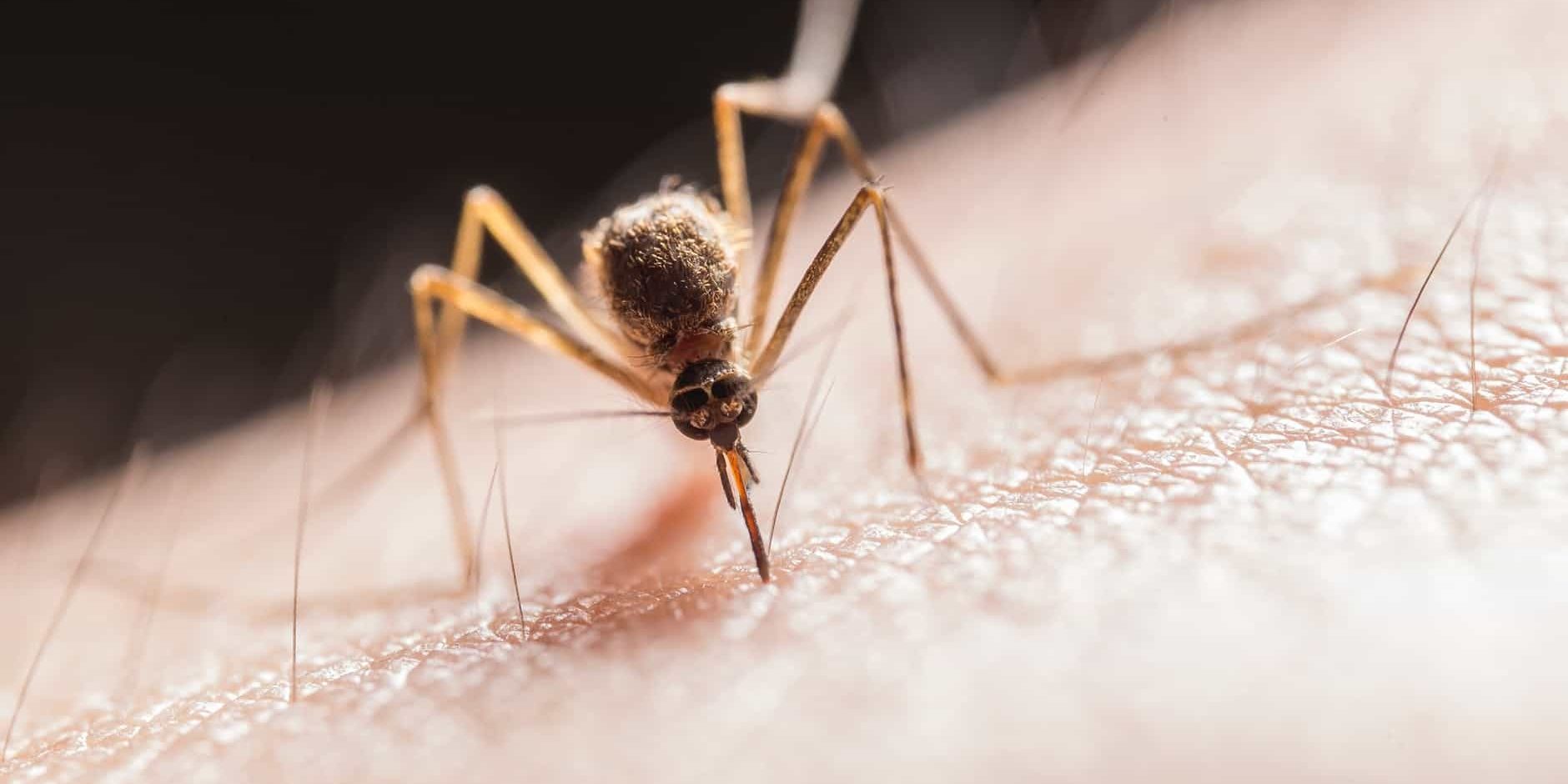 mosquito west nile virus Burlington Oakville Milton Halton Hills