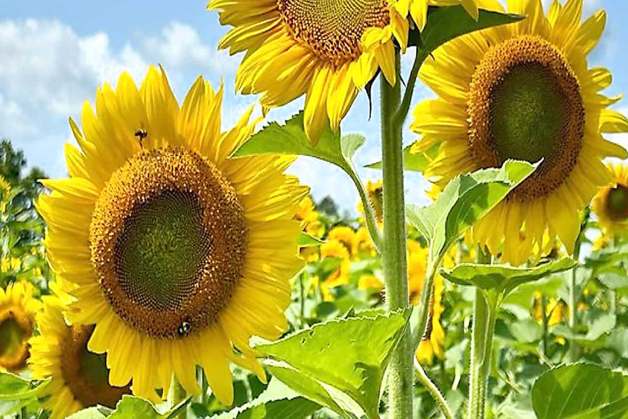 sunflowers oshawa whitby