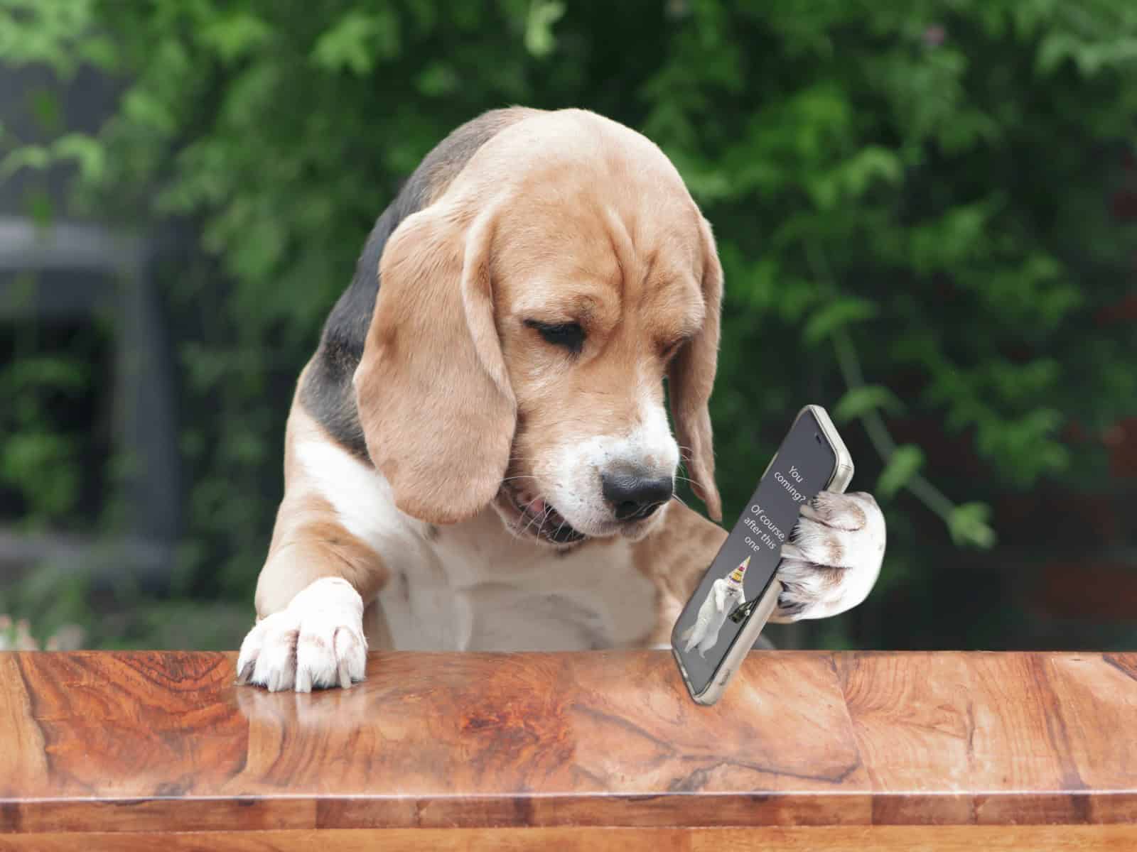 dog phone