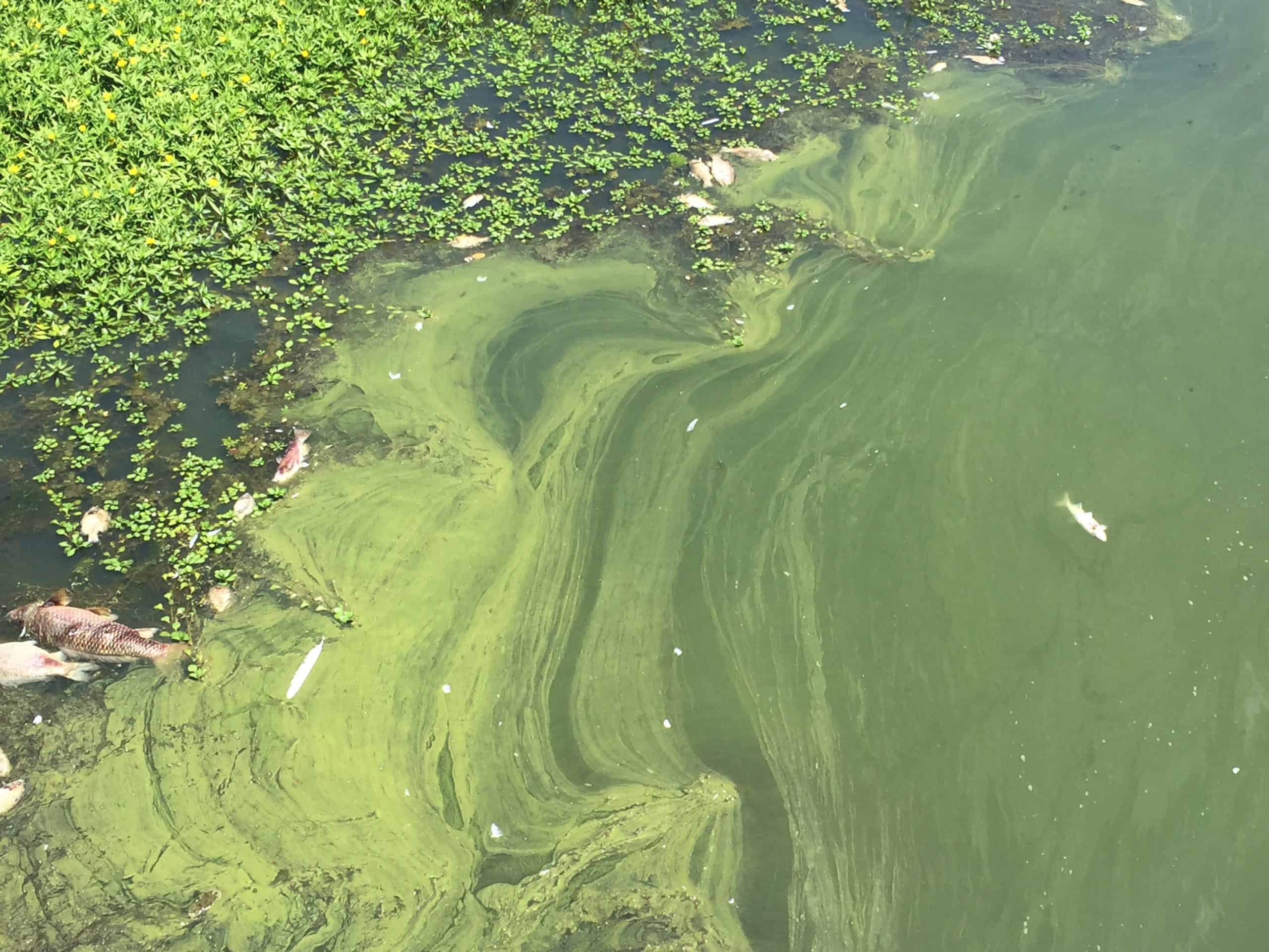 blue-green algae lake scugog durham