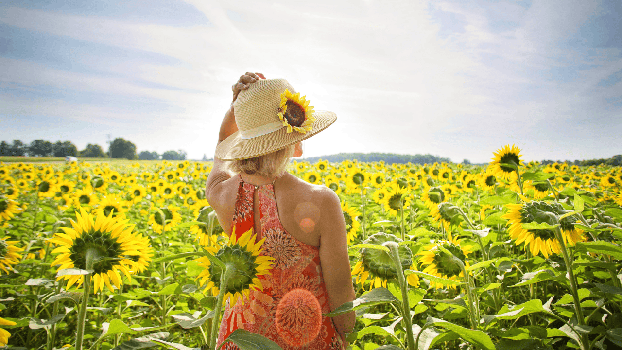 Here's where to see sunflowers in full bloom in Oshawa, Whitby and Durham