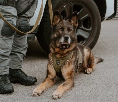 Ontario, Durham, police, K-9 Unit, dog, died, service