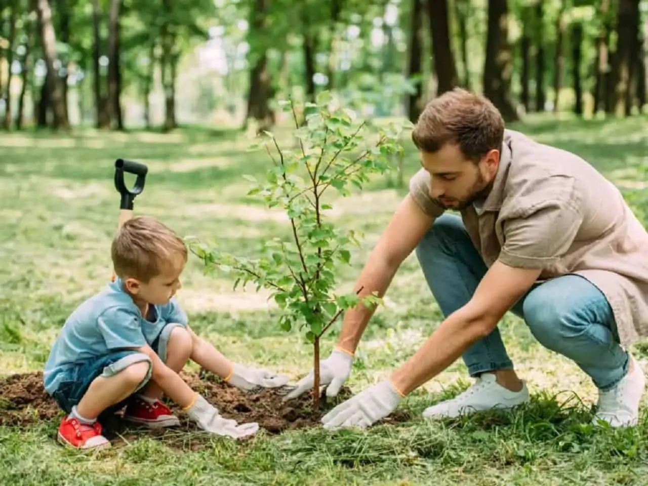 Free tree planting