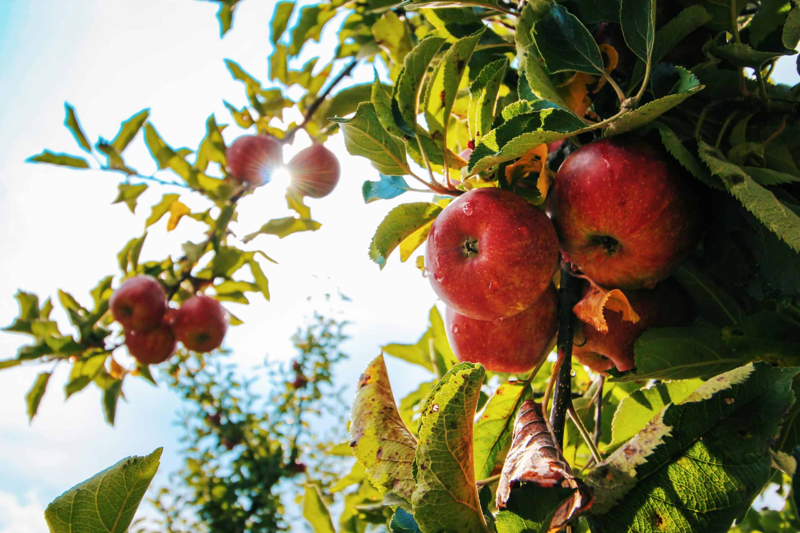 New video series highlights the inner workings of apple harvesting in Durham