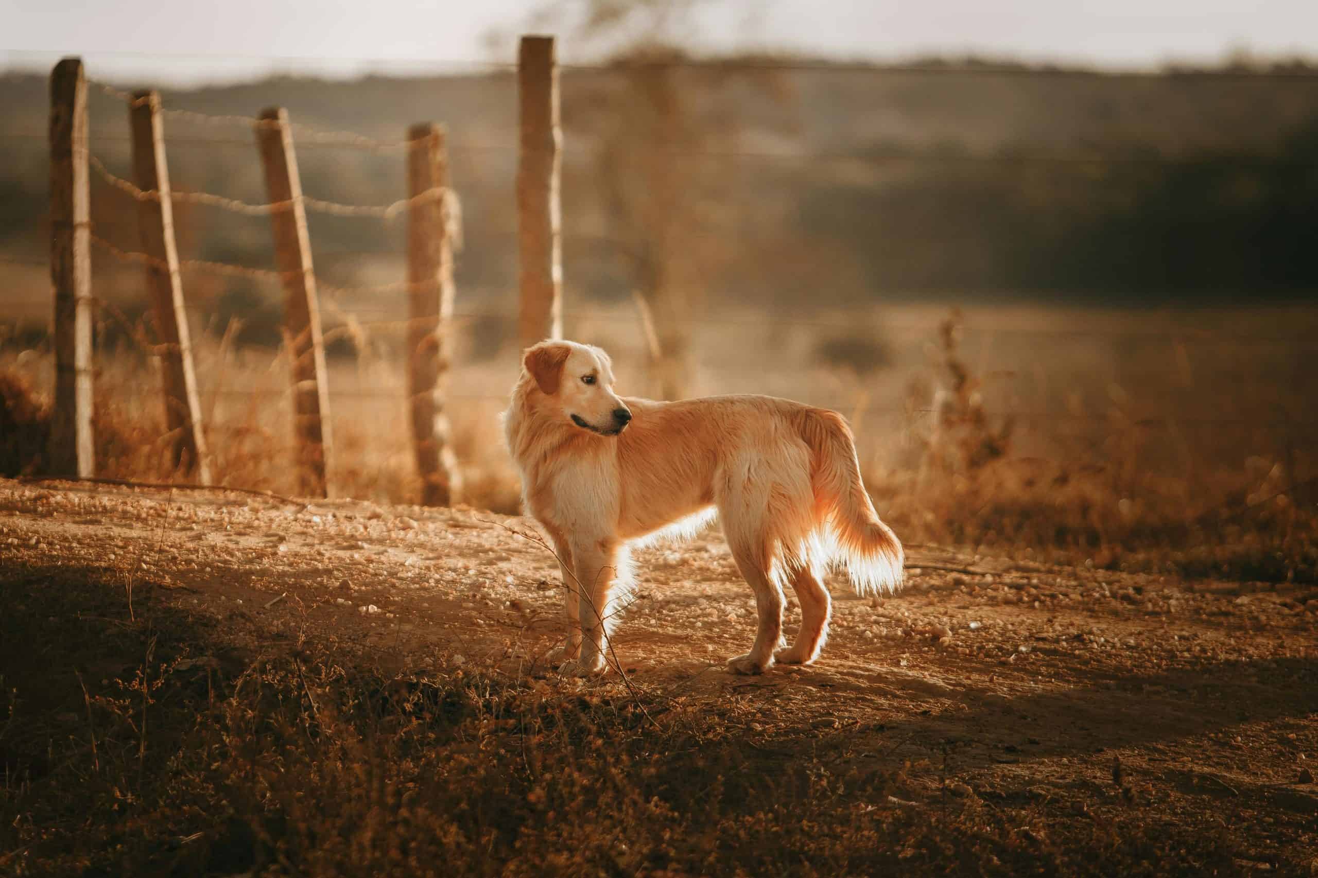 Autumn 'Market in the Barn' event set to feature adoptable pets provided by Oshawa animal shelter