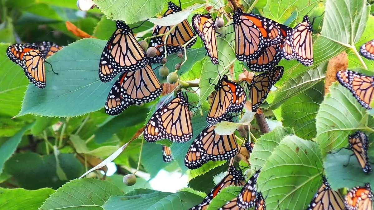 Butterfly garden