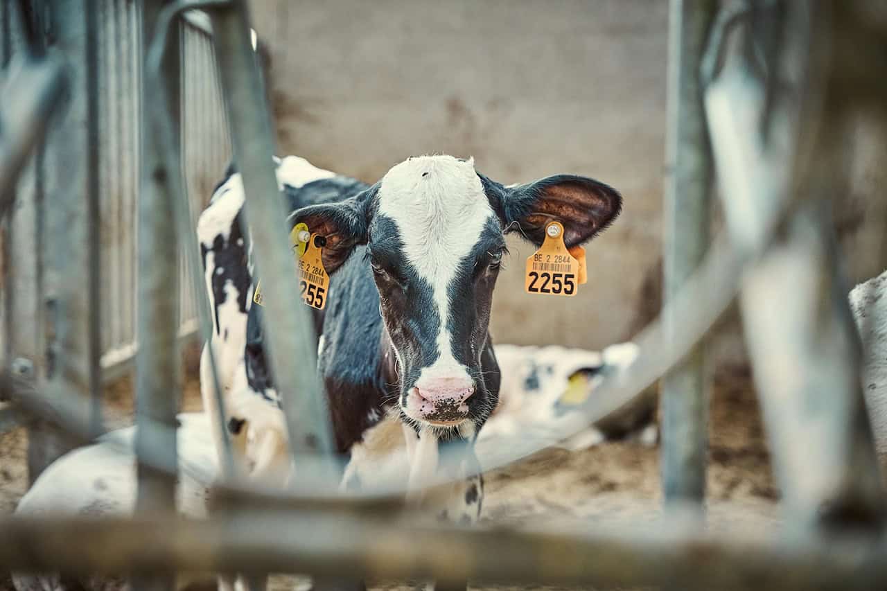 Dairy calves fall onto Ontario highway.