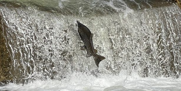 Salmon run, Bowmanville