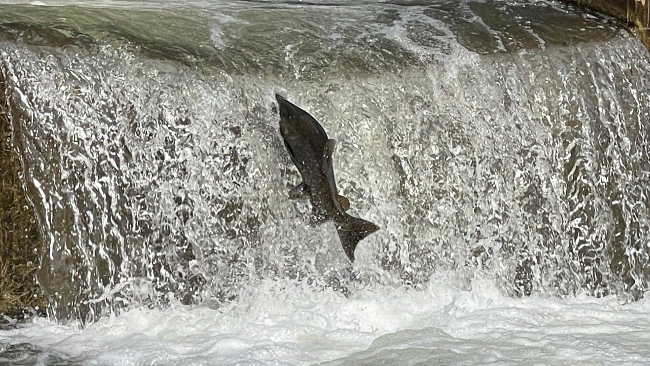 Salmon run, Bowmanville