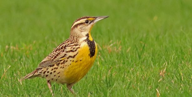 Eastern Meadowlark