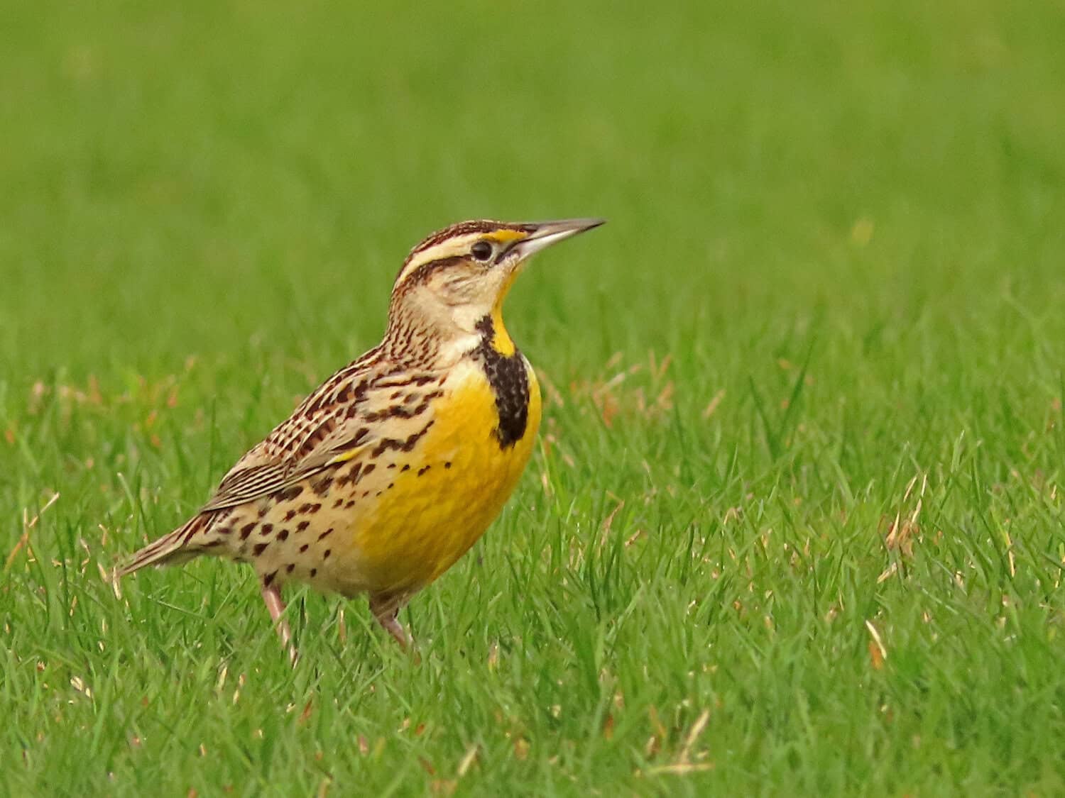 Eastern Meadowlark