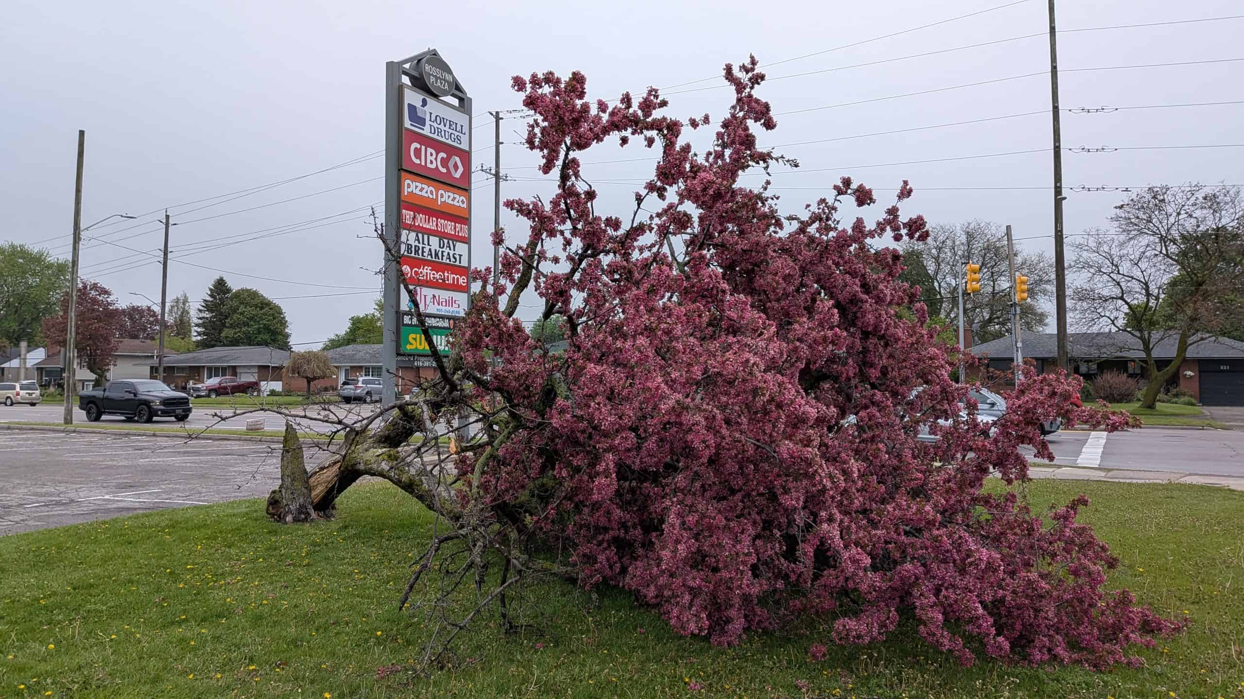 Downed tree at Stevenson Road and Rossland Road in Oshawa.