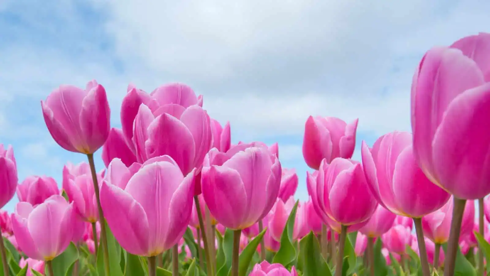 Tulip Days at Pingle's Farm