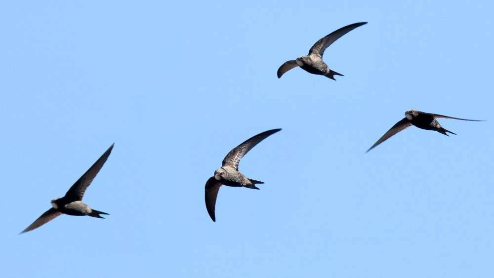 Chimney Swifts