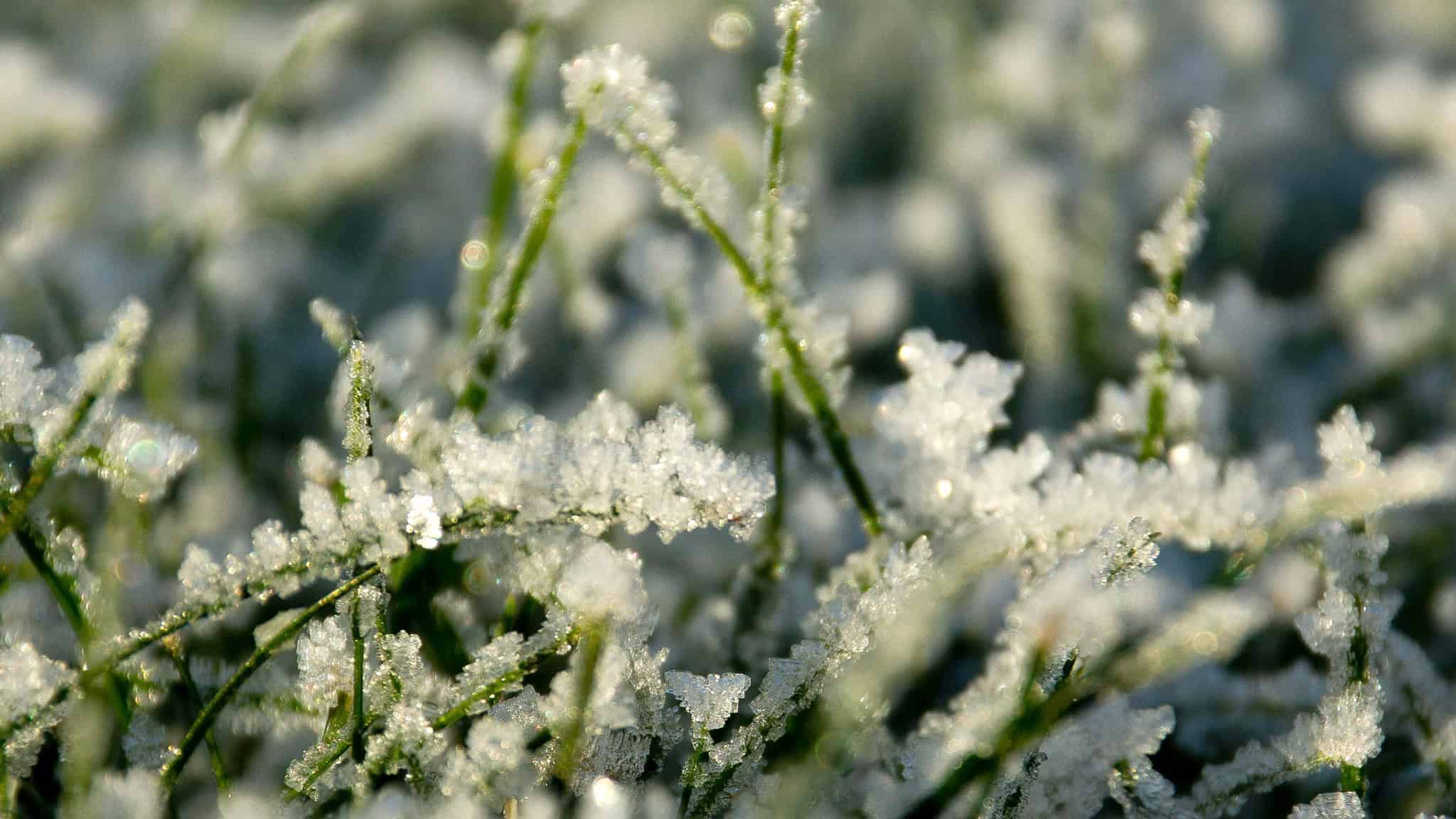 frost alert ontario