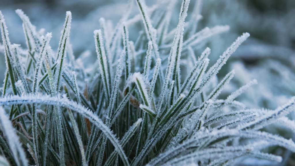 frost advisories in parts of southern ontario.