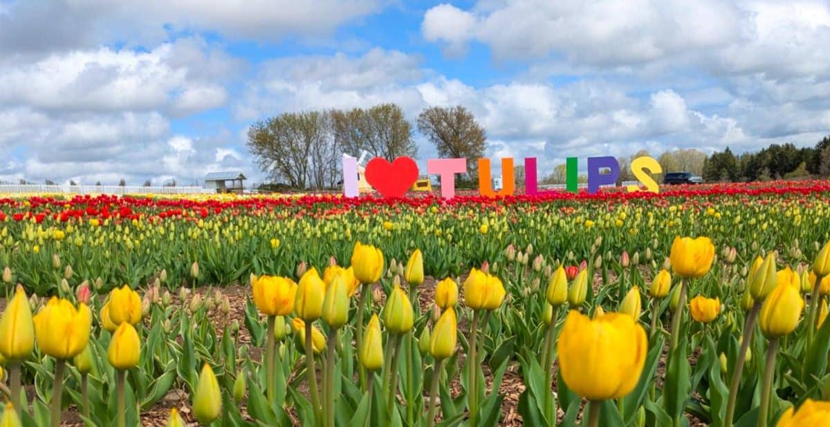 Tulip Days extended