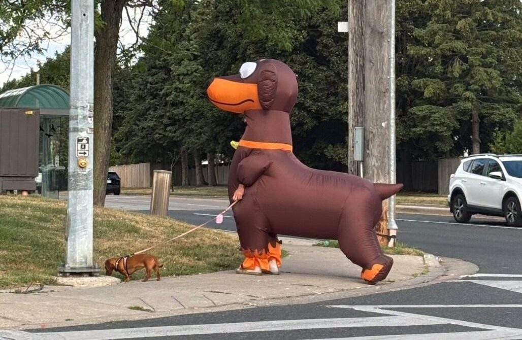 UndercoverDachshund and Mia on walkabout