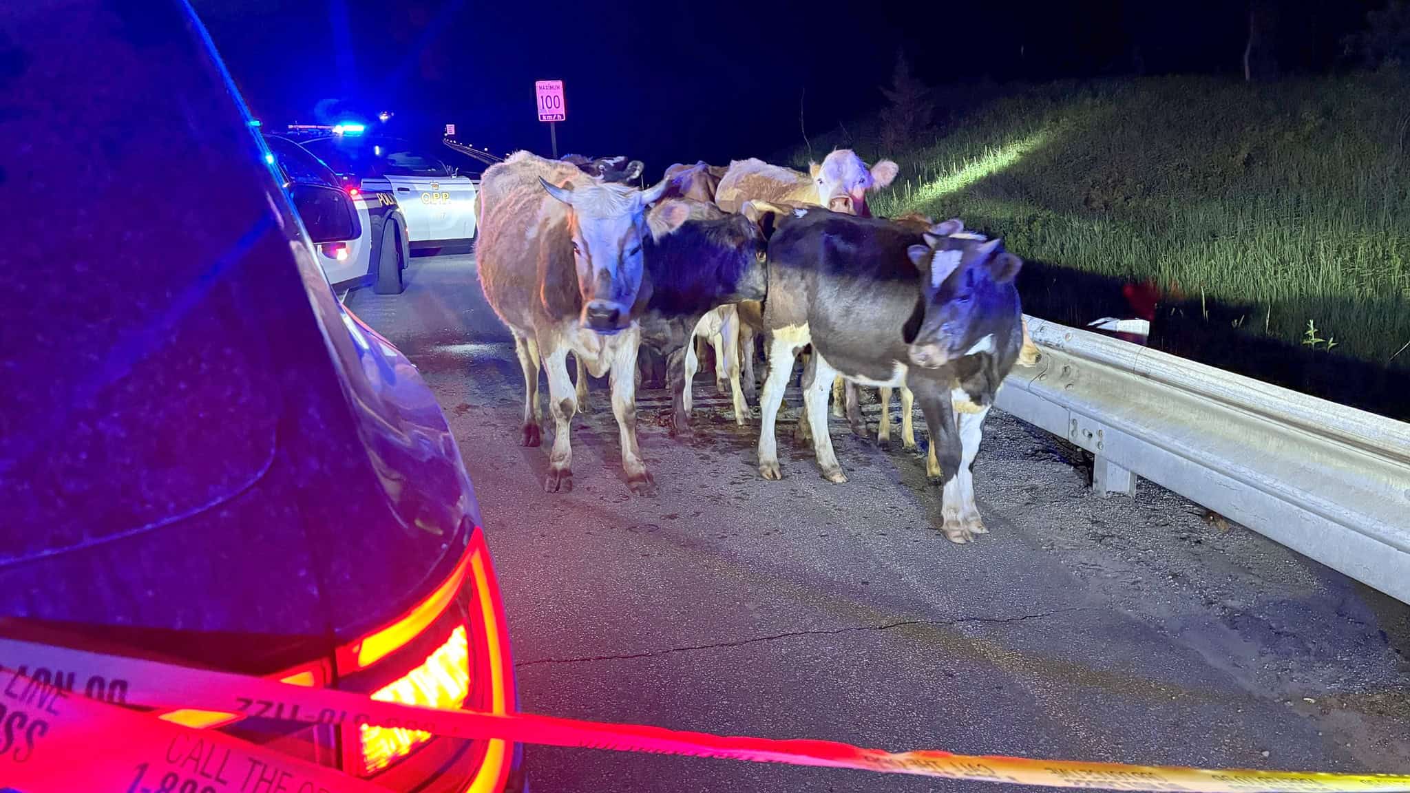 cows highway 401
