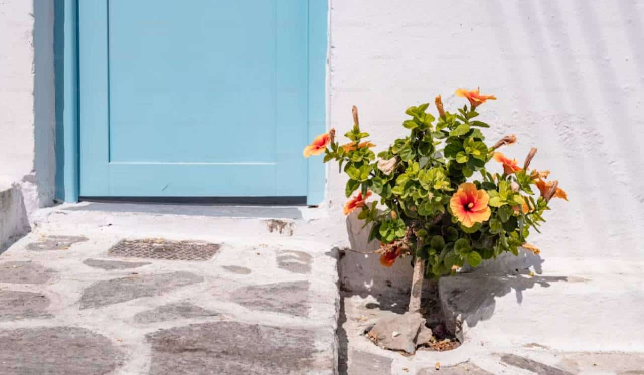 sunny summer weather flowers