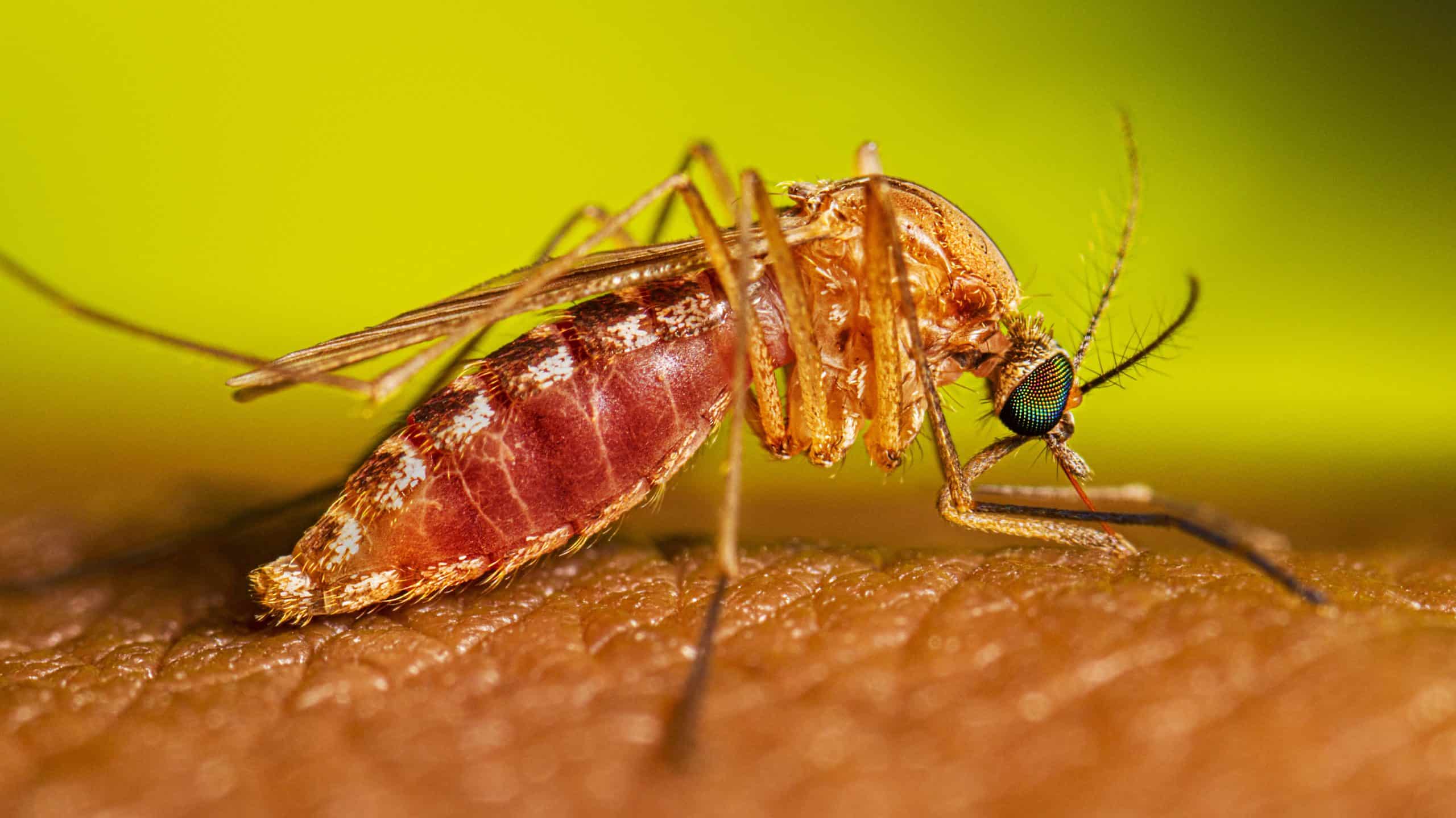 West Niles virus detected in mosquito test batch in Oshawa